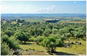 l'oliveraie  de la plaine de Sidi Kada