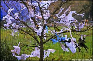 Algérie - Une loi en préparation: Comment se débarrasser du sac en plastique?