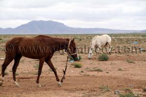 Chevaux barbes Tlemcen  Waada de Magoura, commune d\'El Bouihi