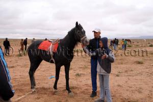 Jeune cheval de course Tlemcen  Waada de Magoura, commune d\'El Bouihi, et course hippique organisée en parallèle