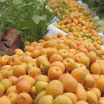 Batna - La production d’abricots en nette augmentation