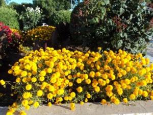 Place du 8 mai 1945 à Sétif