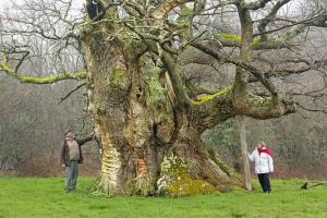 Planète - France:  Un chêne millénaire élu arbre de l'année 2013