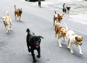 Sétif - Les chiens dans chaque coin de rue