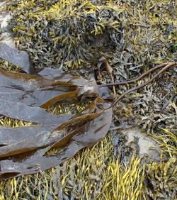 Planète - Europe: Une espèce d’algue brune pourrait disparaître à cause du réchauffement climatique