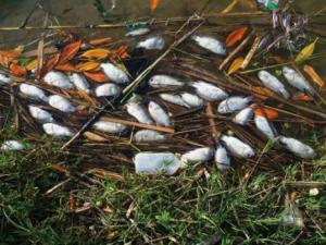 Barrage de Beni Haroun (Mila) - Mort violente pour nos poissons d'eau douce