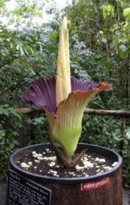 Planète - La  fleur-cadavre , la plus grande au monde, à Bruxelles