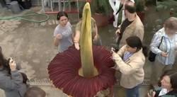 Planète - Arum Titan, la  fleur-cadavre  est de nouveau en floraison à Bruxelles