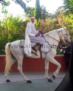 Photos Tlemcen  beau cavalier près du jardin public