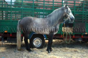 Photos Salon du Cheval de Tiaret (8ème édition - Juin 2013) - Fantasia, fête populaire.