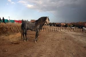 Salon du Cheval de Tiaret (8ème édition - Juin 2013) - Fantasia, fête populaire.