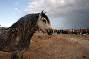 Cheval barde Salon du Cheval de Tiaret (8ème édition - Juin 2013) - Fantasia, fête populaire.