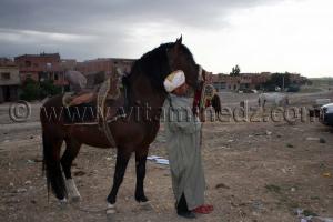 Salon du Cheval de Tiaret (8ème édition - Juin 2013) - Fantasia, fête populaire.