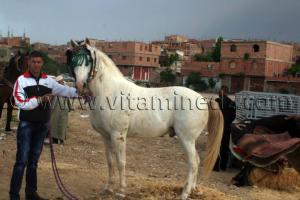 Très beau cheval au Salon du Cheval de Tiaret (8ème édition - Juin 2013) - Fantasia, fête populaire.