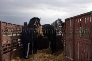 Préparatifs du Salon du Cheval de Tiaret (8ème édition - Juin 2013) - Fantasia, fête populaire.