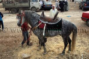 Salon du Cheval de Tiaret (8ème édition - Juin 2013) - Fantasia, fête populaire.