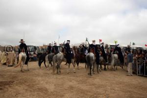 Chevaux en préparatif du Salon du Cheval de Tiaret (8ème édition - Juin 2013) - Fantasia, fête populaire.