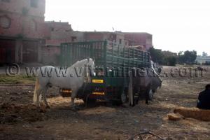 Cheval barbe Salon du Cheval de Tiaret (8ème édition - Juin 2013) - Fantasia, fête populaire.