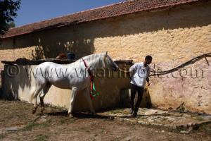 Cheval barbe au Centre equestre Emir Abdelkader de Tiaret