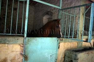 Centre equestre Emir Abdelkader de Tiaret