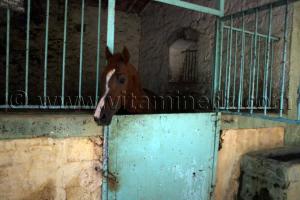 Cheval barbe au Centre equestre Emir Abdelkader de Tiaret