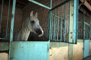 Cheval barbe au Centre equestre Emir Abdelkader de Tiaret