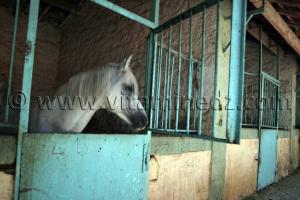Centre equestre Emir Abdelkader de Tiaret, lors de la 8è Edition du Festival du cheval, Vente au enchères de pur sang arabes, Equitation et saut d\'obstacles.