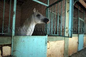 Centre equestre Emir Abdelkader de Tiaret, lors de la 8è Edition du Festival du cheval, Vente au enchères de pur sang arabes, Equitation et saut d\'obstacles.