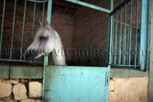 Cheval barbe au Centre equestre Emir Abdelkader de Tiaret