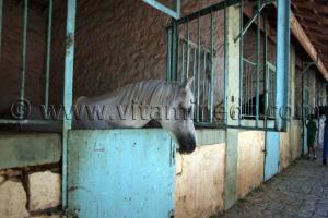 Cheval barbe au Centre equestre Emir Abdelkader de Tiaret