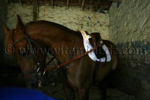 Le Barbe, cheval du Maghreb (1994)par Denis Bogros (1927-2005)