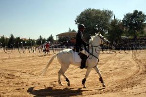 Pur sang Arabe Centre equestre Emir Abdelkader de Tiaret, lors de la 8è Edition du Festival du cheval, Vente au enchères de pur sang arabes, Equitation et saut d\'obstacles.