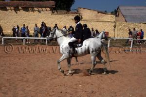 Cheval Barbe - Salon du Cheval de Tiaret (8ème édition - Juin 2013) - Fantasia, fête populaire.