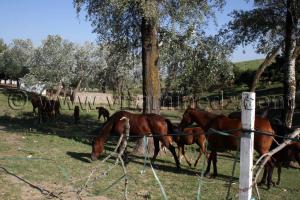 Purs sang Arabe Centre equestre Emir Abdelkader de Tiaret
