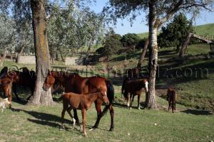 Jumenterie de purs sang arabes au Centre equestre Emir Abdelkader de Tiaret