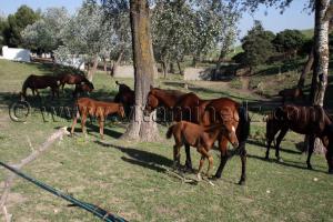 Jumenterie de purs sang arabes au Centre equestre Emir Abdelkader de Tiaret