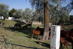 Jumenterie de purs sang arabes au Centre equestre Emir Abdelkader de Tiaret