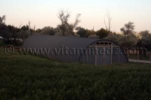 Hangar d\'elevage de chevaux au Centre equestre Emir Abdelkader de Tiaret