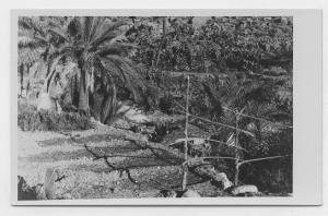 Jardin irrigué par le barrage de Kébech