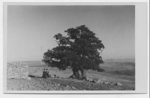 Un chêne vert a été respecté (très rare)