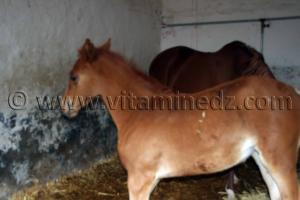 Poulin Arabe Haras de ChaouChaoua de Tiaret