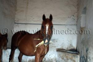 Cheval Arabe - Haras de ChaouChaoua de Tiaret