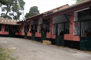 Boxes de chevaux Haras de ChaouChaoua de Tiaret