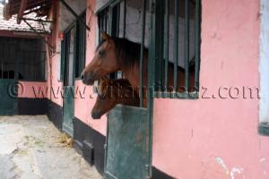 Chevaux Arabes - Haras de ChaouChaoua de Tiaret