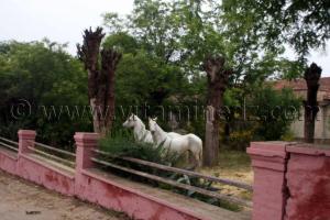 Le Haras de ChaouChaoua de Tiaret, vente de chevaux arabes