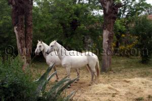 Chevaux Arabes - Haras de ChaouChaoua de Tiaret