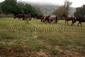 elevage cheval arabe Le Haras de ChaouChaoua de Tiaret