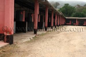 Le Haras de ChaouChaoua de Tiaret