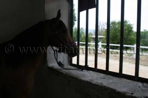 pur sang arabe Le Haras de ChaouChaoua de Tiaret