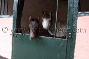 histoire cheval arabe- Le Haras de ChaouChaoua de Tiaret